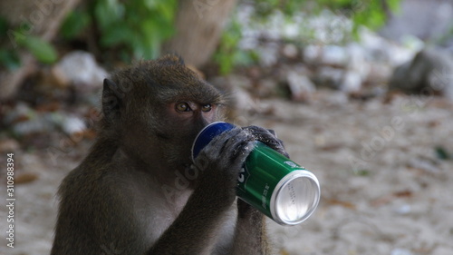 Photography monkey