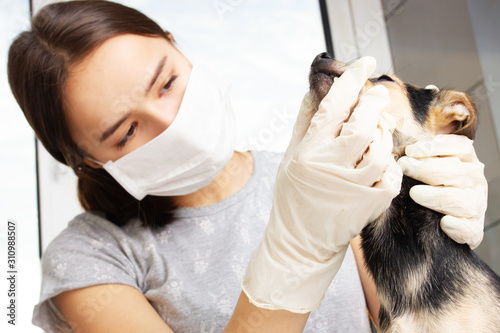 Medicine for animals. The girl a veterinarian examines the dogs of the toy terrier, check teet photo