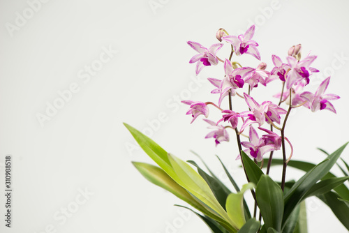 Beautiful pink-purple orchids isolated on white  background