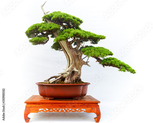 Chinese Pine Bonsai tree isolated on white background.