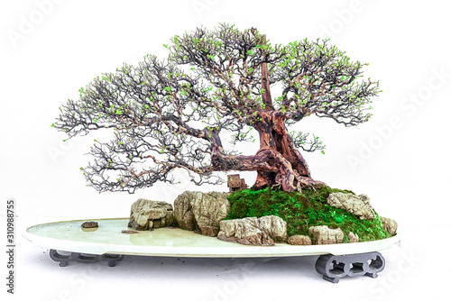 Chinese bonsai tree isolated on white background.