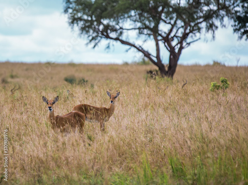 two Gazelle girls chew grass in blurred vegetation in the African Savannah © Margarita SoulRay