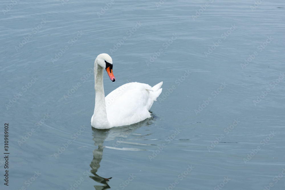 Naklejka premium White swans swimming on blue lake.