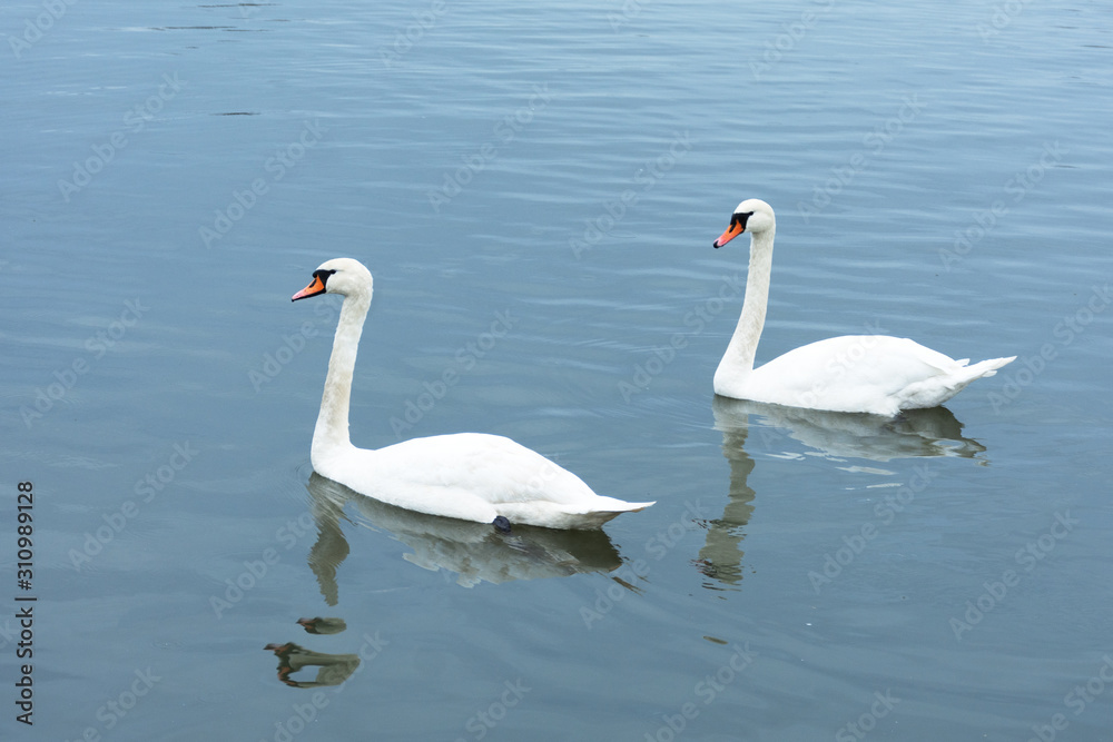 White swans swimming on blue lake. White swans swimming on blue lake.