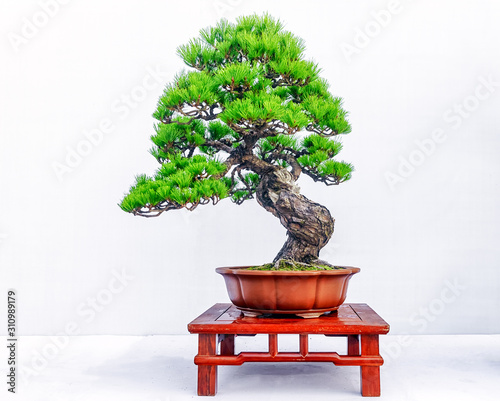 Chinese Pine Bonsai tree isolated on white background.