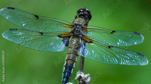 dragonfly on leaf © Aleksei