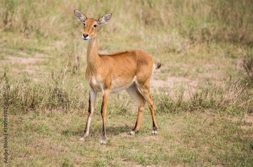 young funny antelope looks into the frame in blurred vegetation in the African Savannah young funny antelope looks into the frame in blurred vegetation in the African Savannah