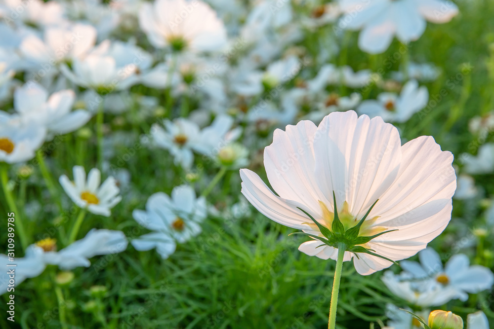 White camomile or chamomile flower with yellow pollen in macro shot. and copy space. White camomile or chamomile flower with yellow pollen in macro shot. and copy space.