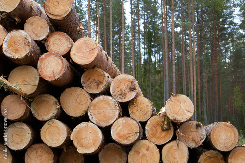 Forest edge with saw mill, stacks of pine logs against pine forest