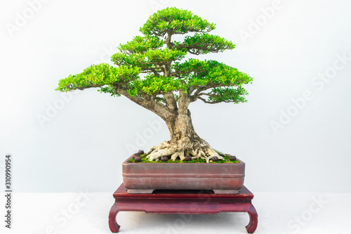 Chinese Bonsai tree isolated on white background.