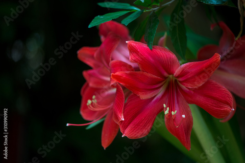Close up of beautiful red belladonna lily's Petals, isolated in black background.