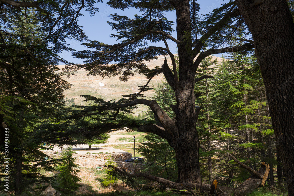 Lebanon cedar. The Cedars of God located at Bsharri, are one of the last vestiges of the extensive forests of the Lebanon cedar that once thrived across Mount Lebanon. Lebanon - June, 2019