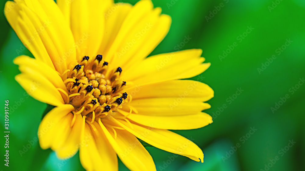 Fresh Daisy flower growing in the garden texture background Fresh Daisy flower growing in the garden texture background