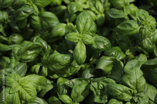 background of green leaves of basil