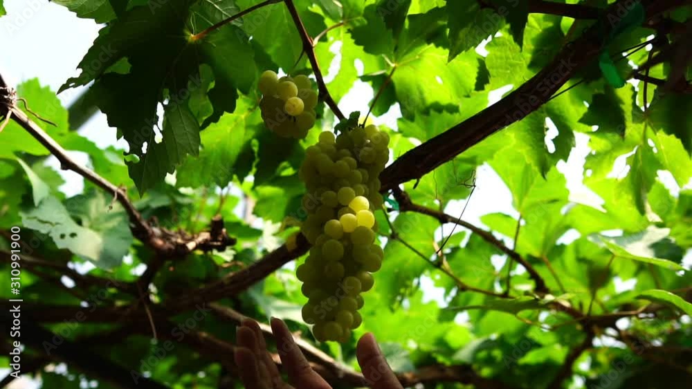 close-up of female farmers are cutting the fruit of grapes with scissors footage slow motion close-up of female farmers are cutting the fruit of grapes with scissors footage slow motion