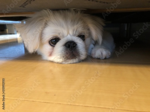 dog in box