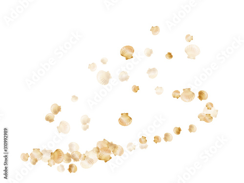 Gold seashells vector background, golden pearl bivalved mollusks. 