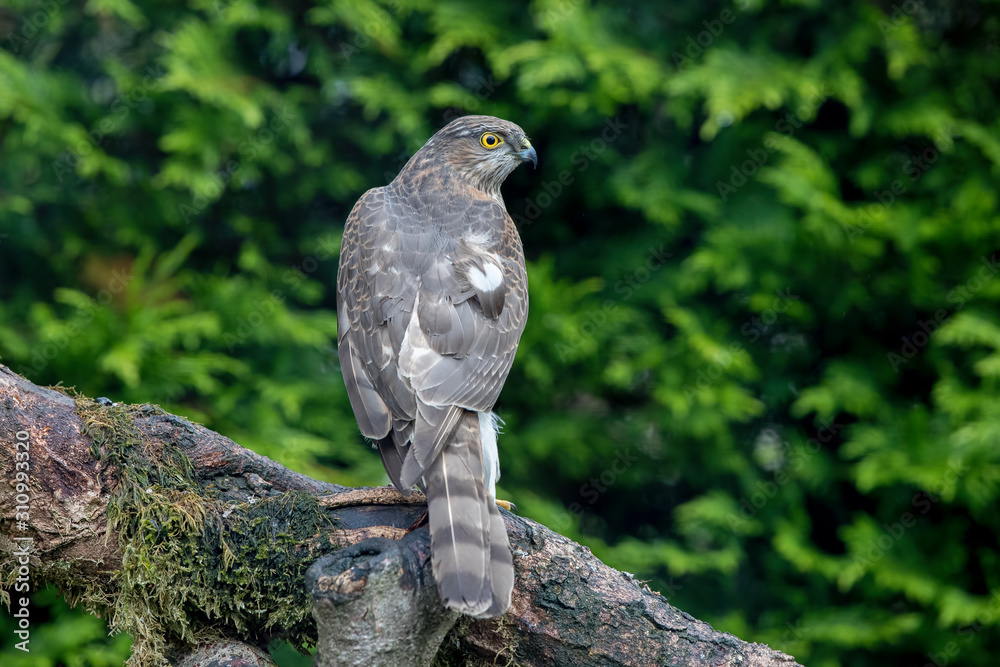 Sparrowhawk Perched Sparrowhawk Perched