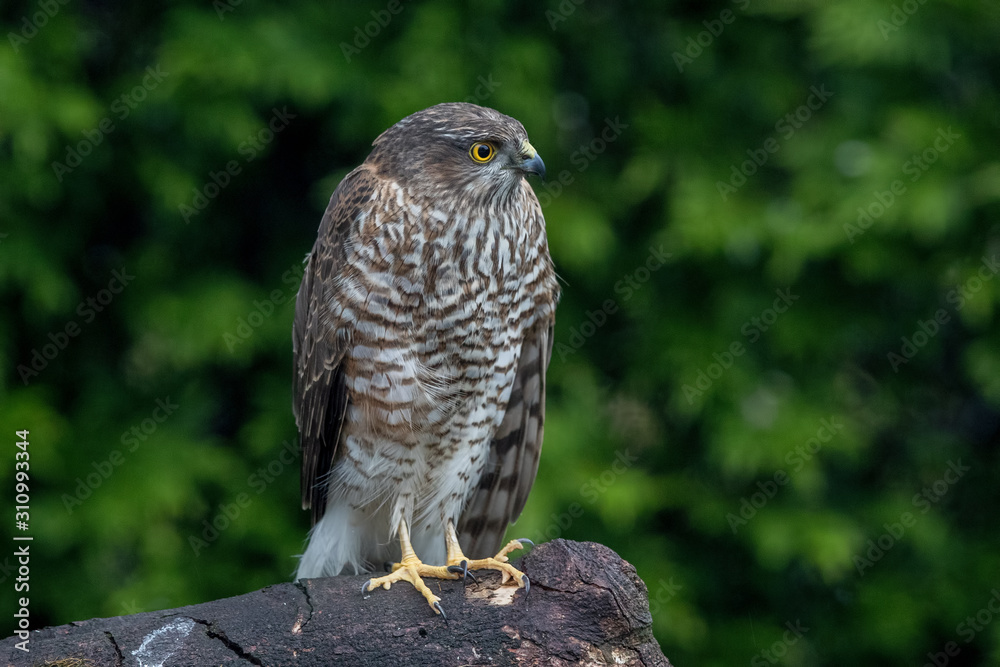 Sparrowhawk Perched Sparrowhawk Perched