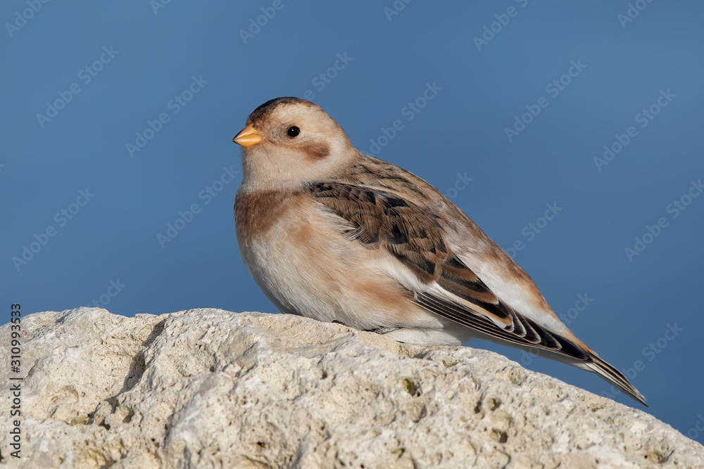 Snow Bunting Perched on Rocks Snow Bunting Perched on Rocks