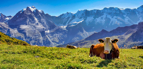 Foto auf Acrylglas Alpen Kühe in den Alpen  © Laura Andersen