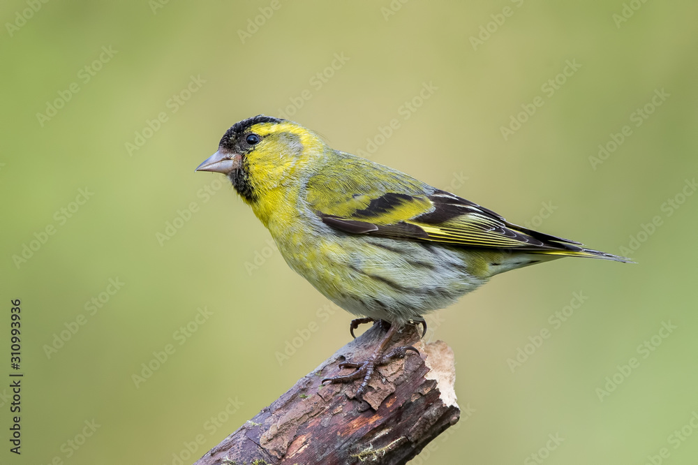 Fototapeta premium Siskin Perched