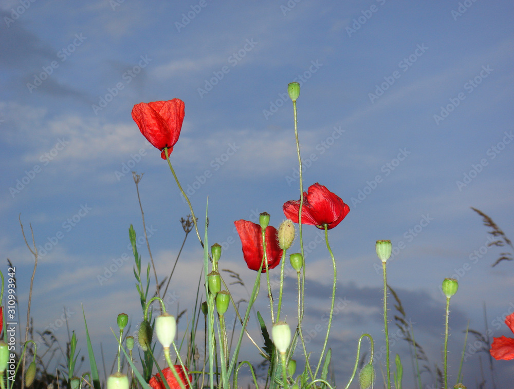 Obraz premium Papaver rhoeas