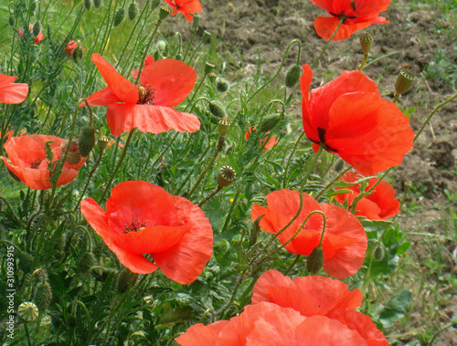 Papaver rhoeas