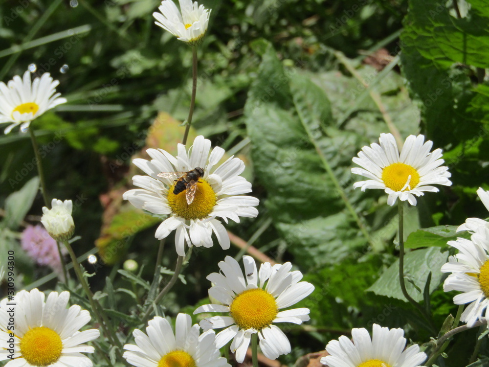Fototapeta premium daisies in the garden