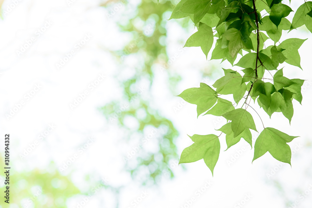 In spring, the green maple leaves background.Can be used as a border, a frame, and a wallpaper. In spring, the green maple leaves background.Can be used as a border, a frame, and a wallpaper.