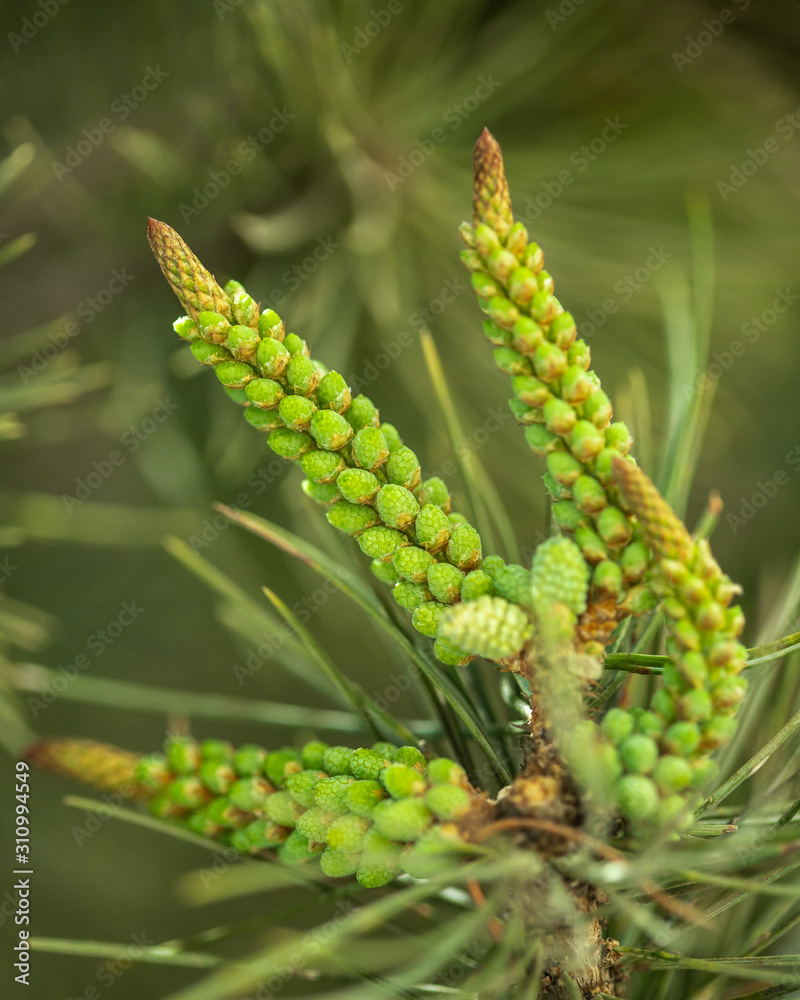 conifer tree seeds closeup conifer tree seeds closeup