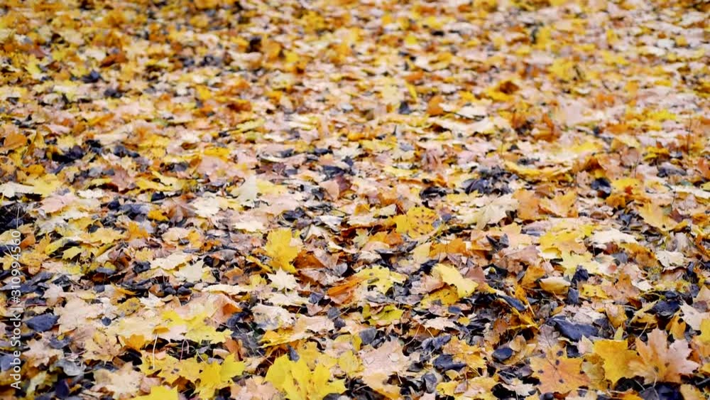 Background from autumn leaves on the ground, slow motion. Autumn mood concept Background from autumn leaves on the ground, slow motion. Autumn mood concept
