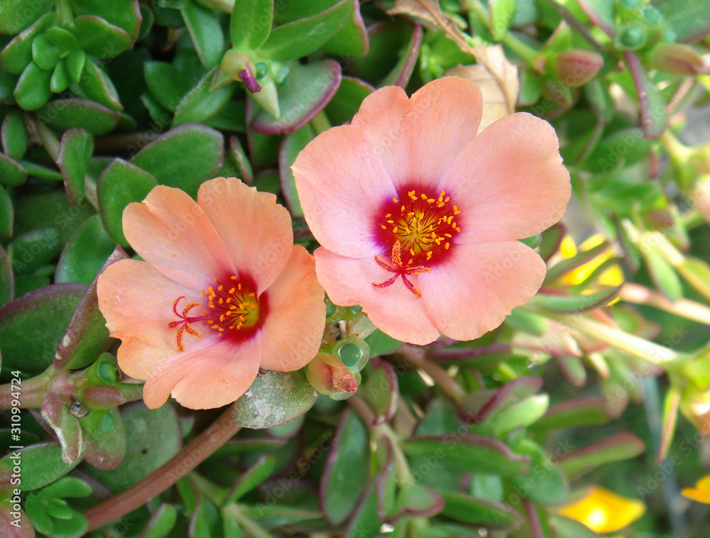 Portulaca grandiflora