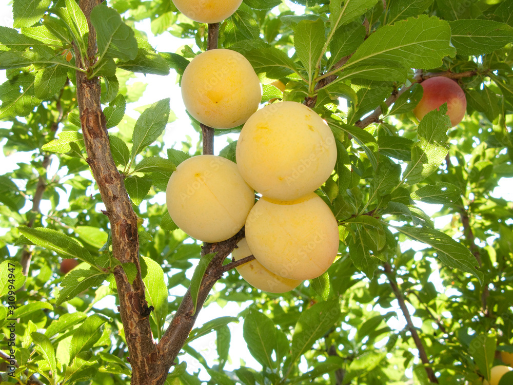 Prunus salucina branch with yellow plums