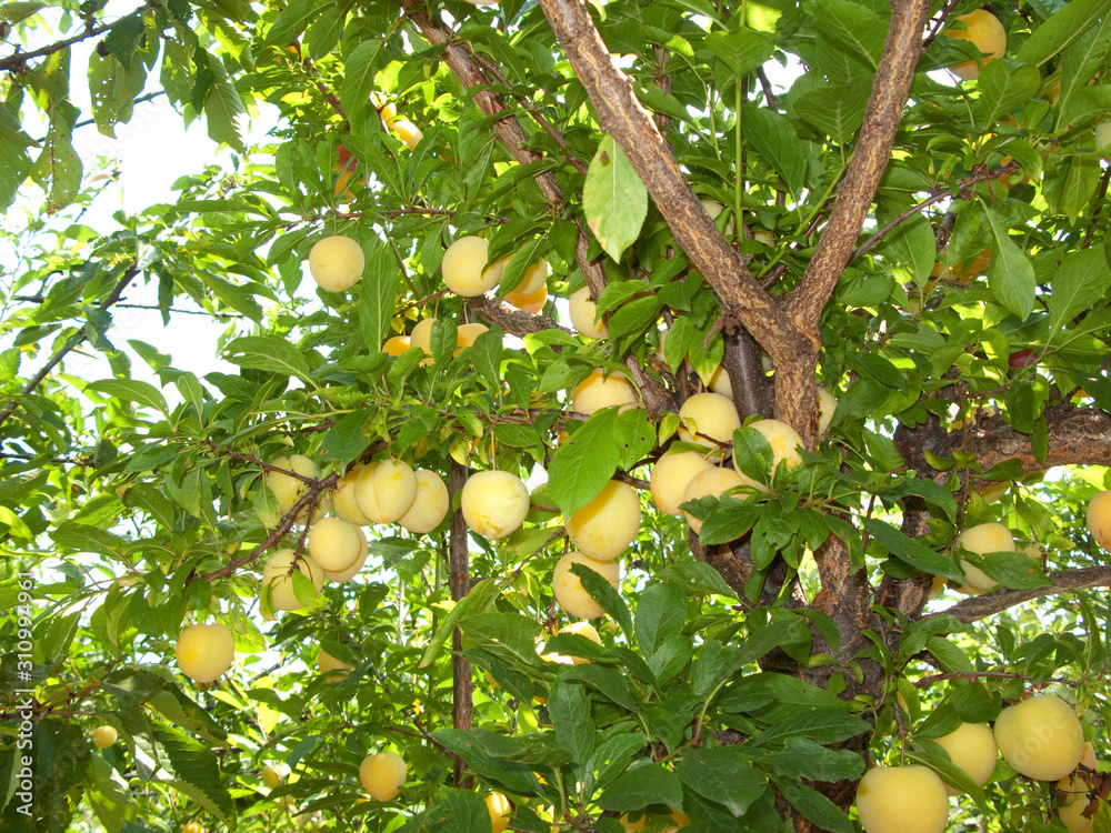 Prunus salucina branch with yellow plums Prunus salucina branch with yellow plums