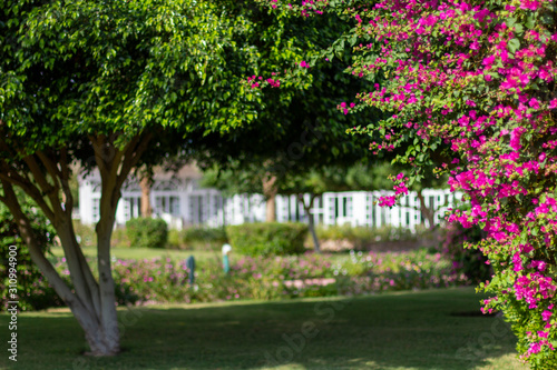 Recreation area at the resort with flowering trees and shrubs during the summer. © Agnese
