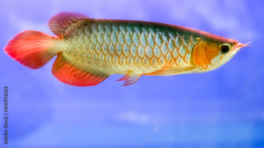 RedGolden Dragon Fish swimming in fishbowl,isolated in blue background
