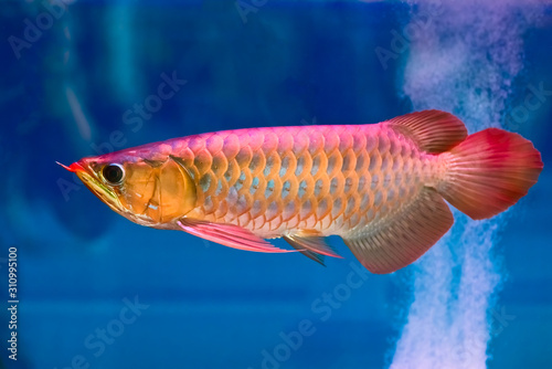 Red-Golden Dragon Fish swimming in fishbowl,isolated in blue background.