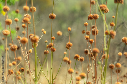 desert brown long flowers few