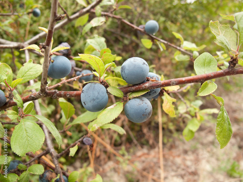 Obraz na płótnie Prunus spinosa