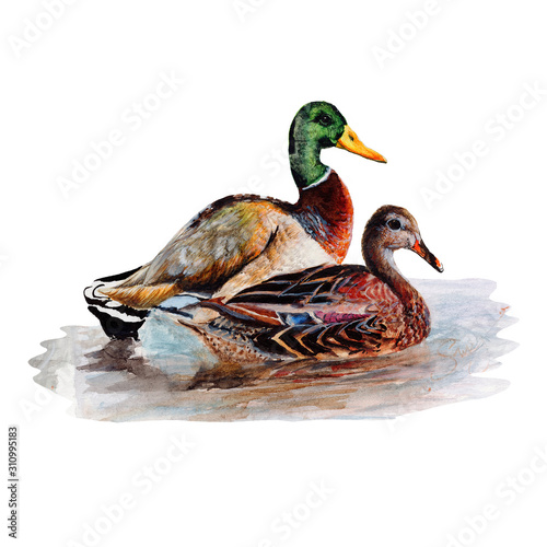 Duck.Watercolor single duck animal isolated on a white background illustration.