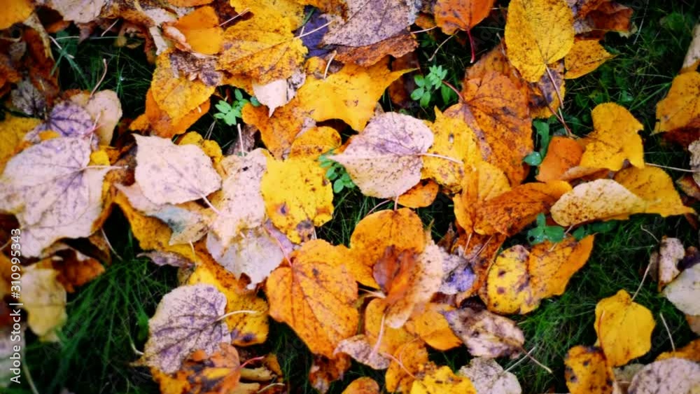 Background from autumn leaves on the ground, slow motion. Autumn mood concept