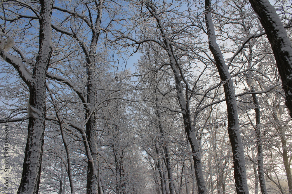 trees in winter trees in winter