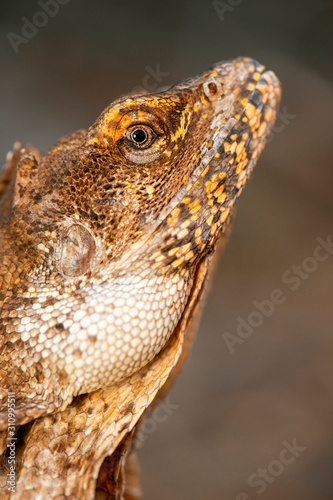 Frilled-neck Lizard