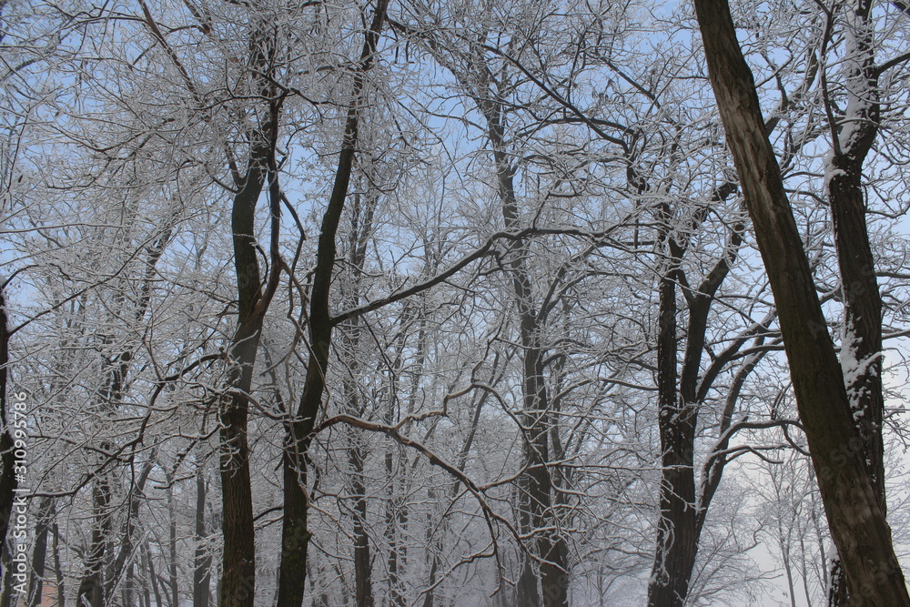 trees in winter trees in winter