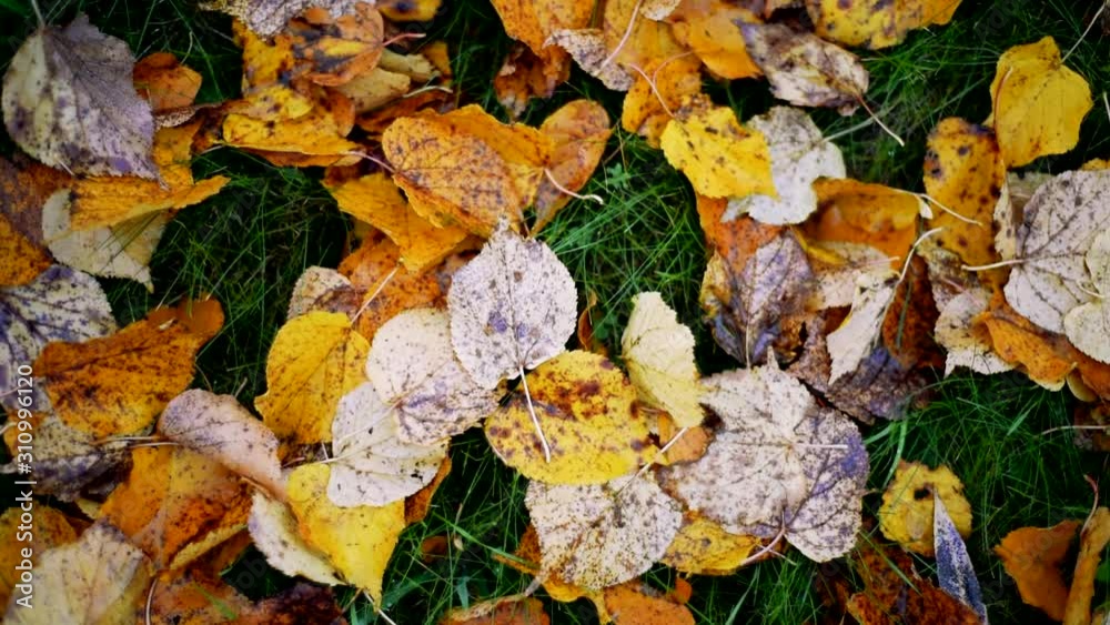 Background from autumn leaves on the ground, slow motion. Autumn mood concept Background from autumn leaves on the ground, slow motion. Autumn mood concept