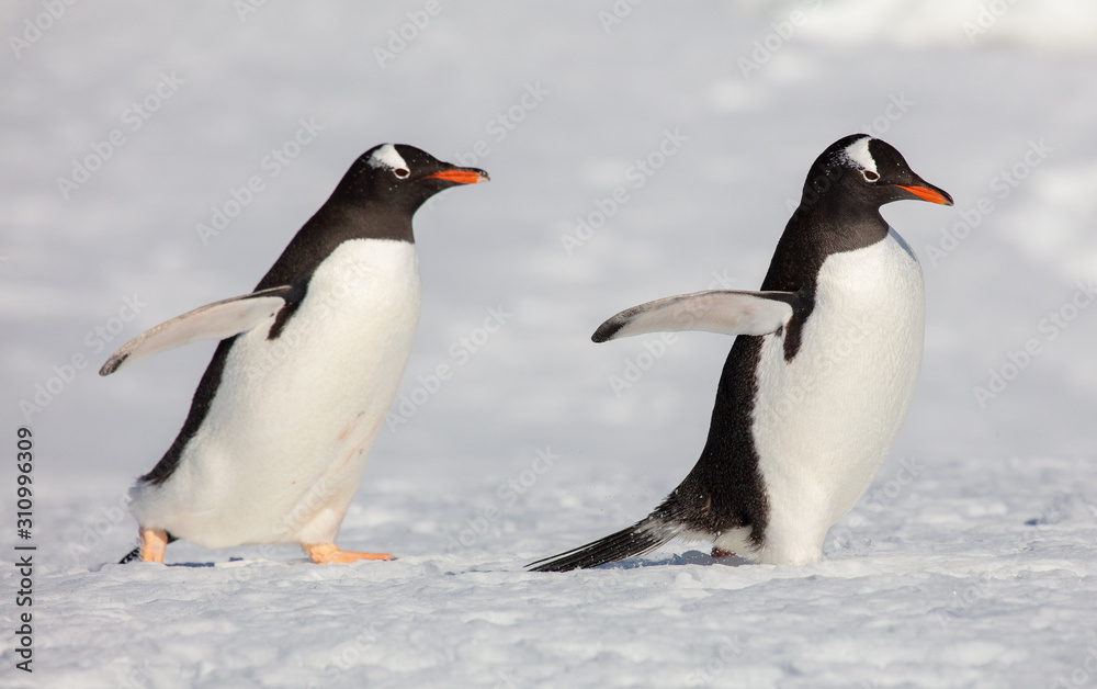 Obraz premium gentoo penguins in Antarctica
