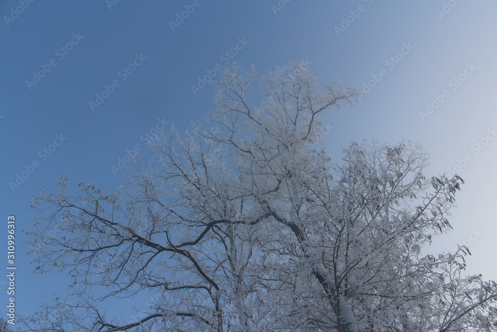 tree in winter