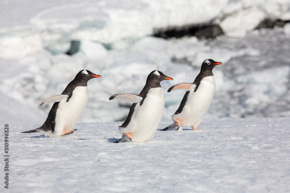 Naklejka premium gentoo penguins in Antarctica