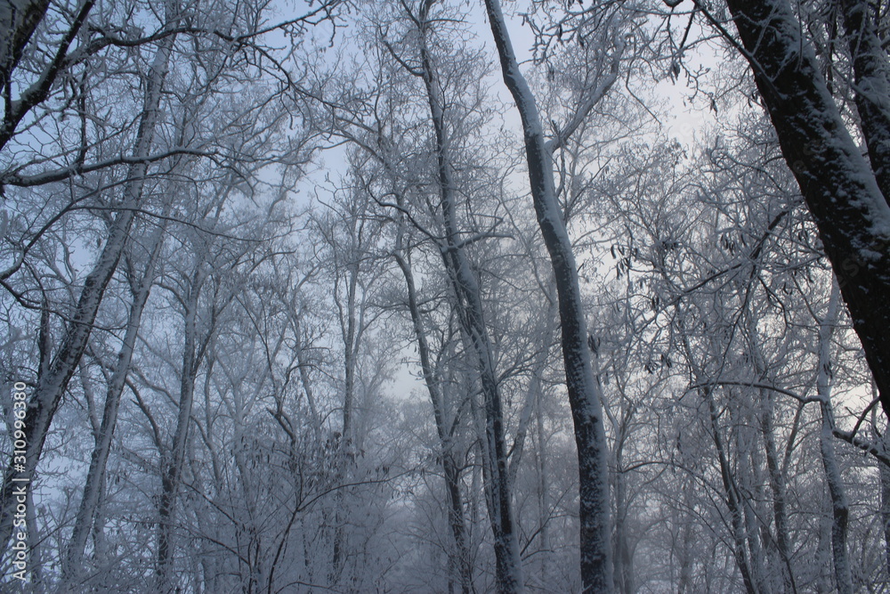trees in winter trees in winter